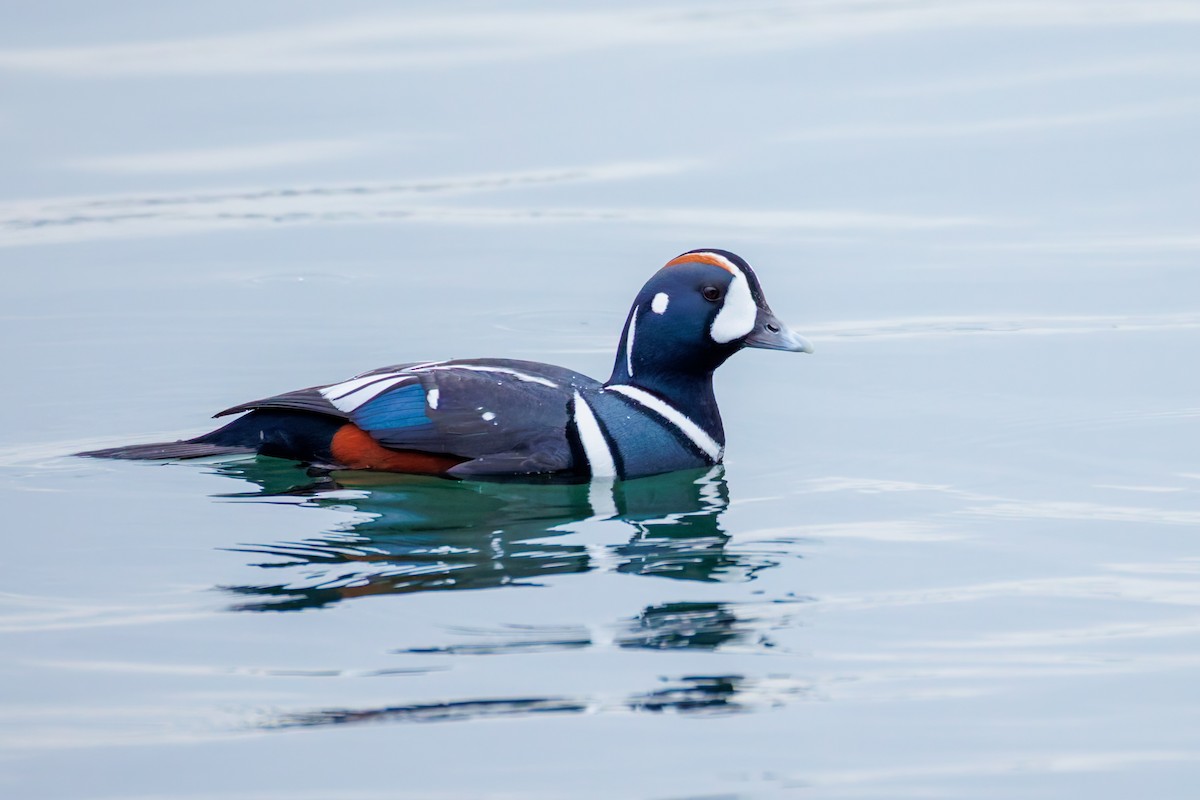 Harlequin Duck - ML646248064