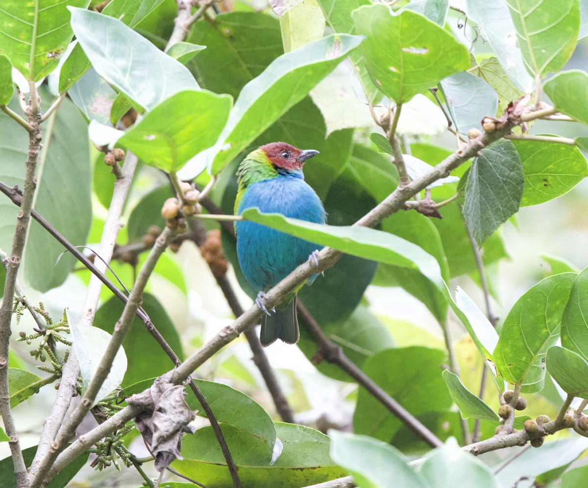 Bay-headed Tanager - ML646248069