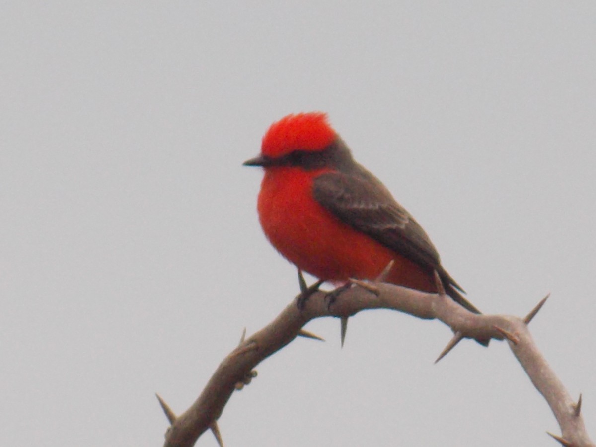 Rubintyrann - ML646248073