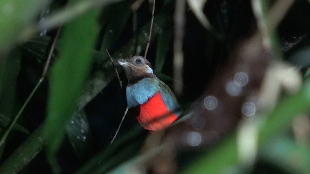 South Moluccan Pitta - ML646248074