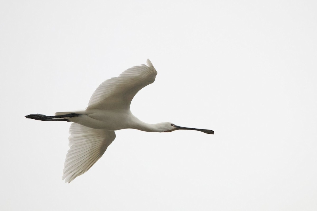 クロツラヘラサギ - ML646248077