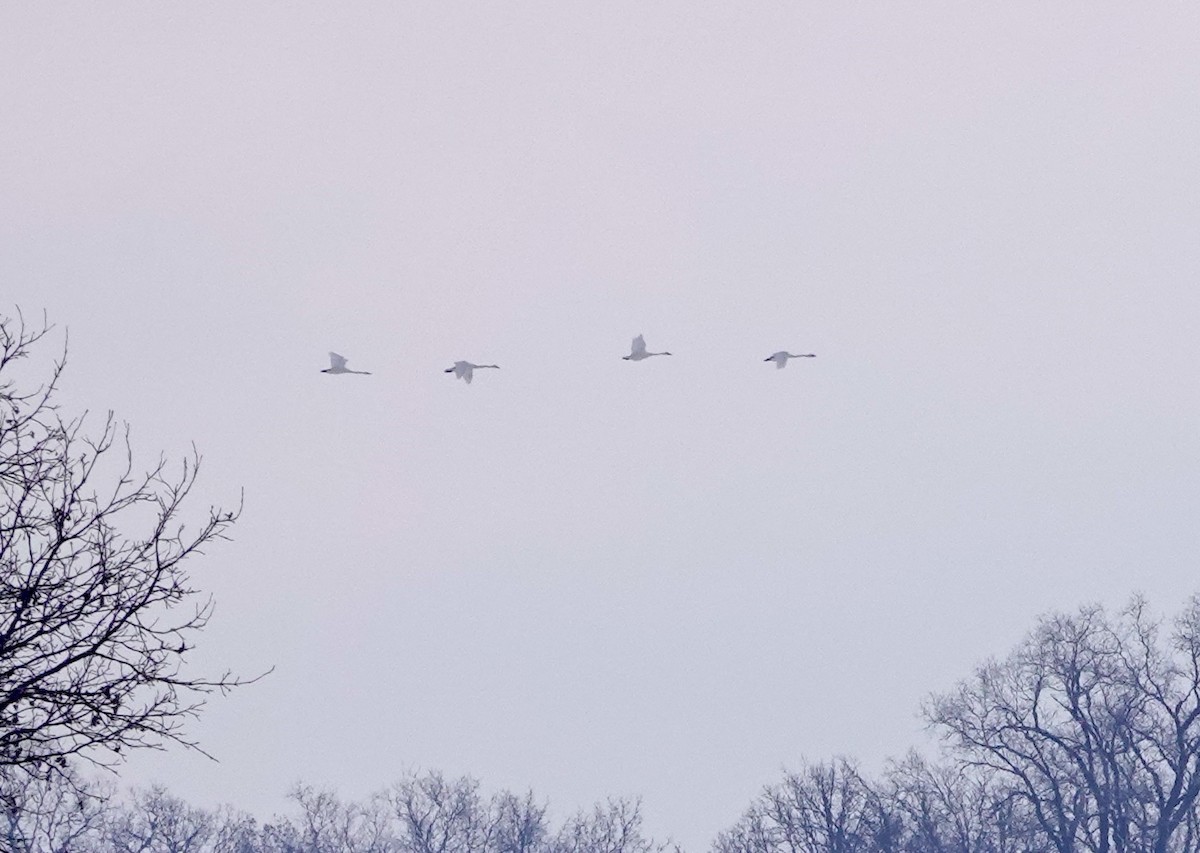 Trumpeter Swan - ML646248079