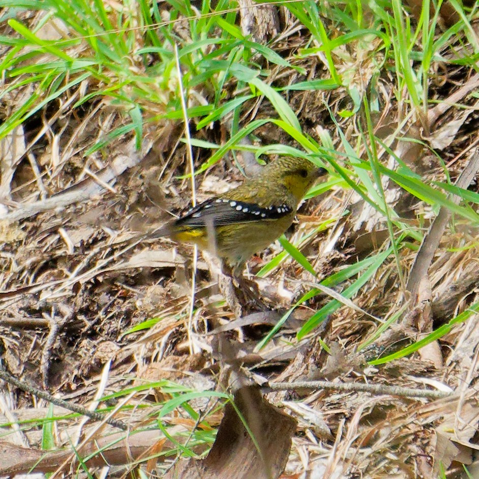 Forty-spotted Pardalote - ML646248084