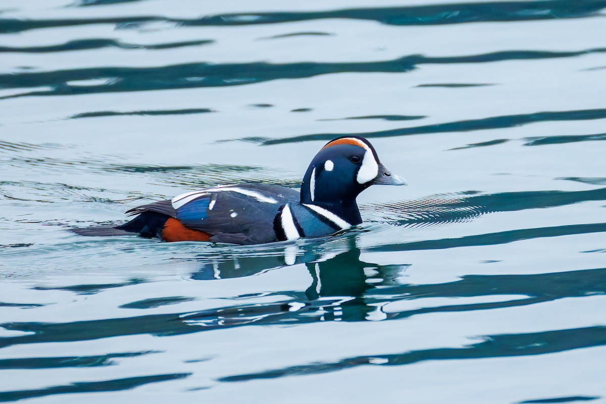 Harlequin Duck - ML646248116