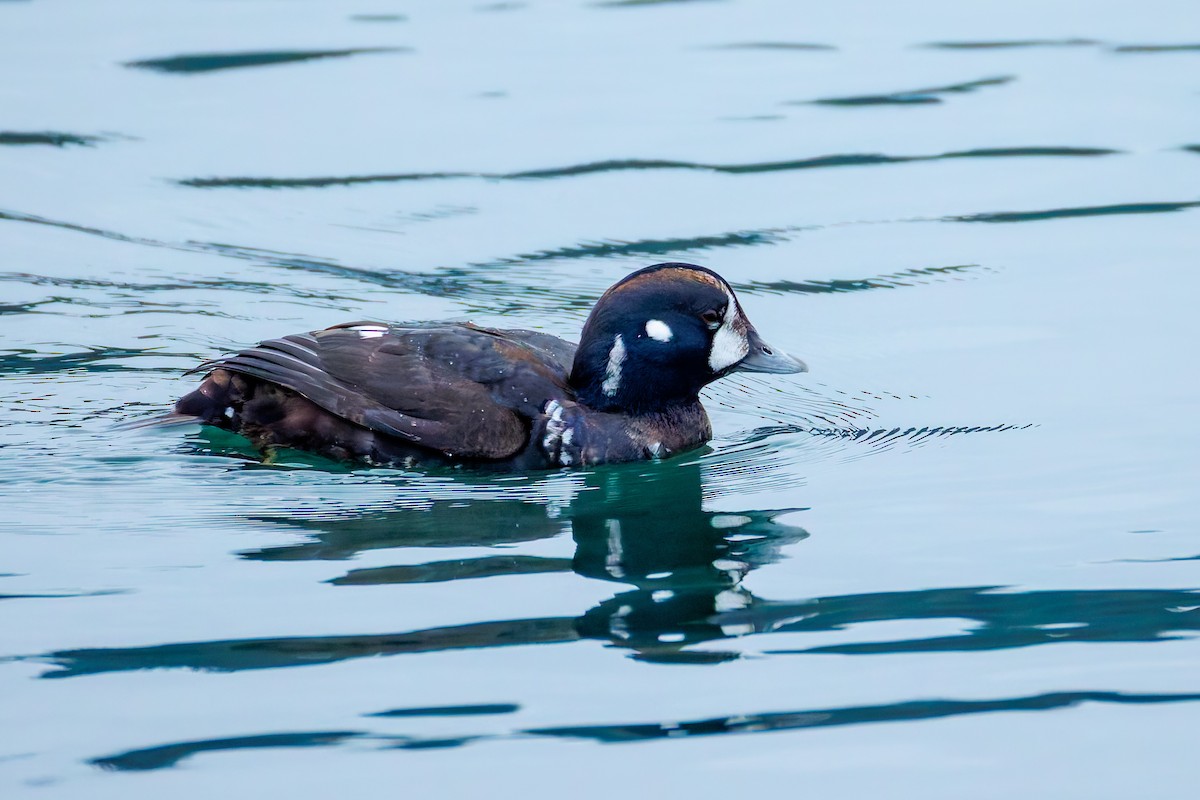 Harlequin Duck - ML646248117