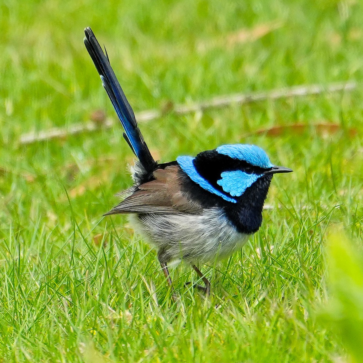 Superb Fairywren - ML646248118