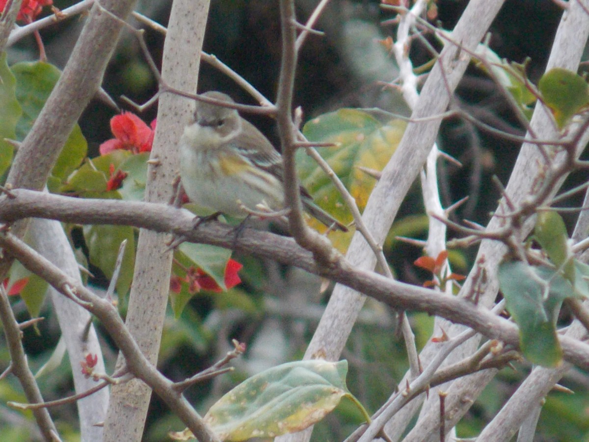 Yellow-rumped Warbler - ML646248119