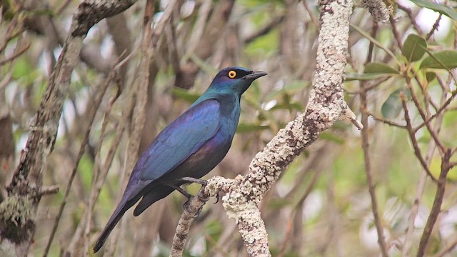 Black-bellied Starling - ML646248124