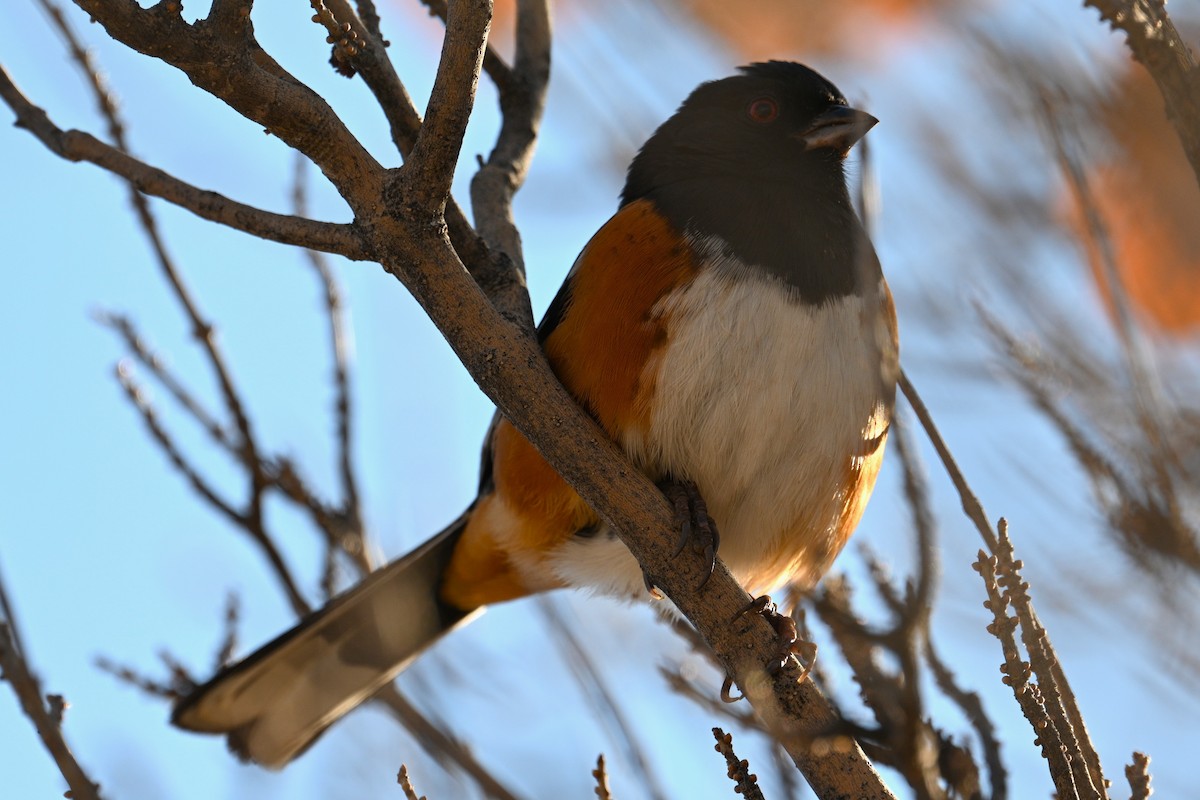 Spotted Towhee - ML646248129
