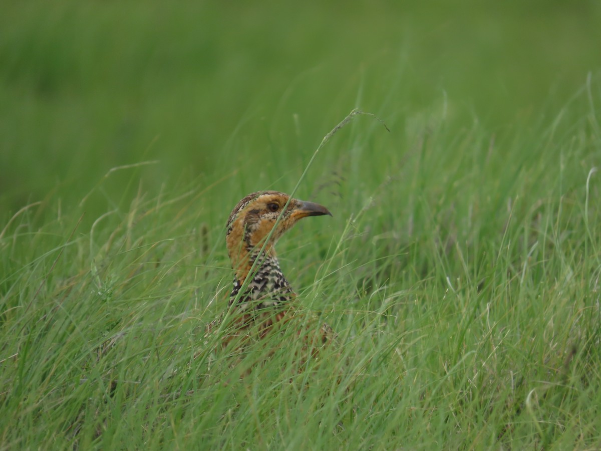 Red-winged Francolin - ML646248132