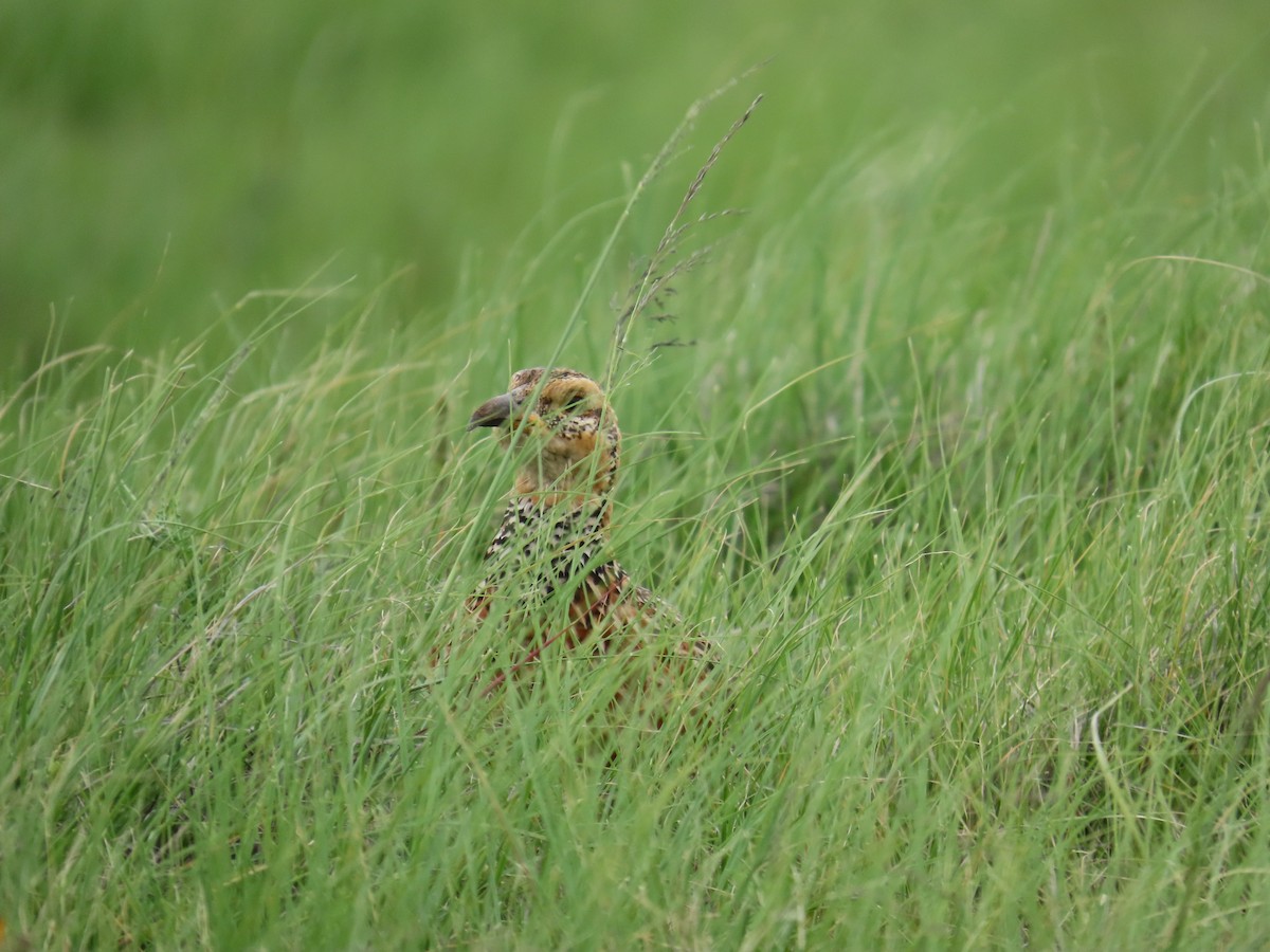 Red-winged Francolin - ML646248133
