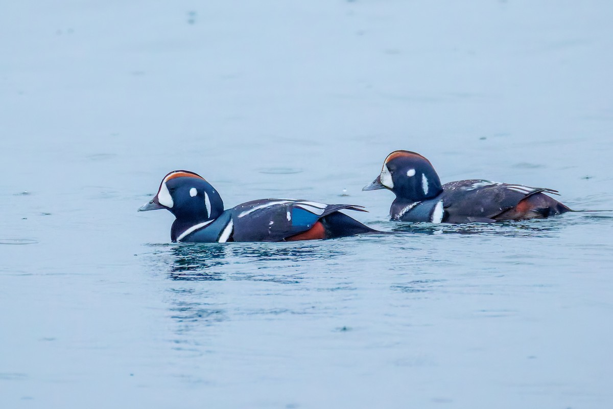 Harlequin Duck - ML646248134