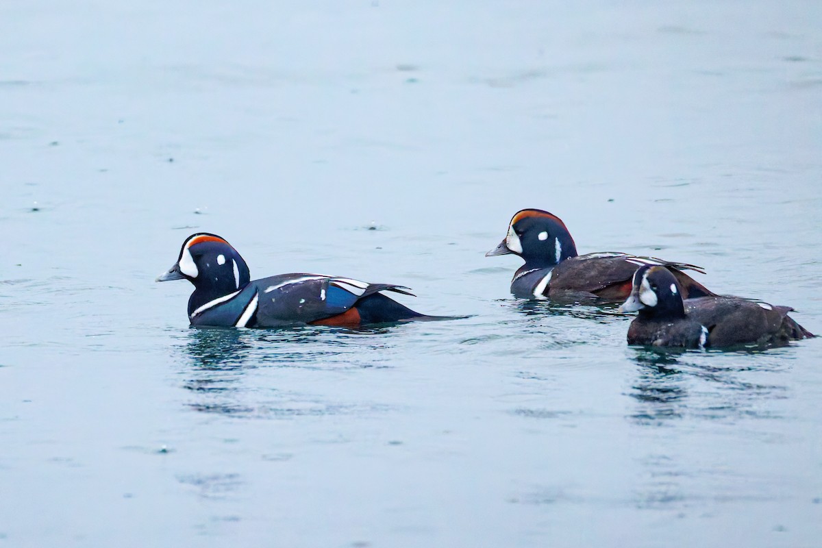 Harlequin Duck - ML646248135