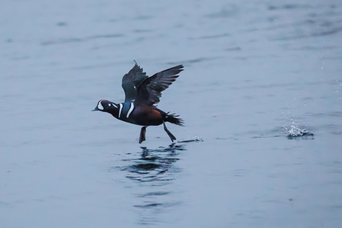 Harlequin Duck - ML646248136