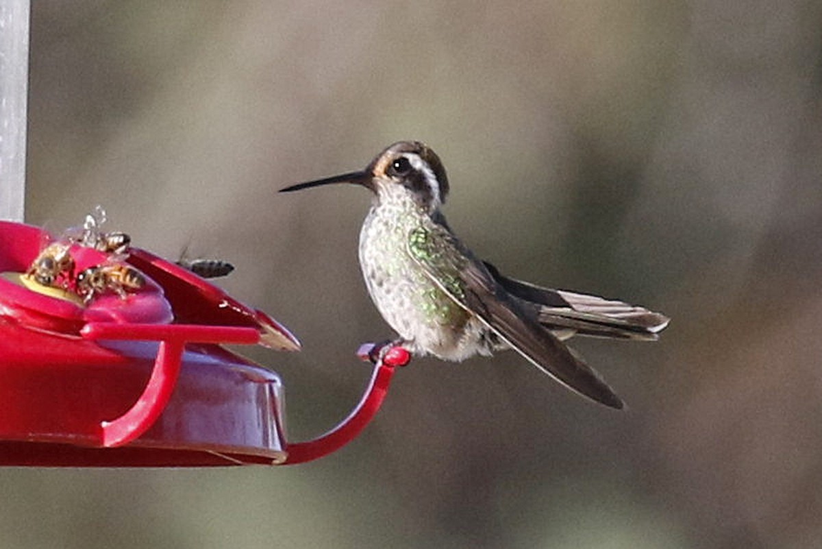 White-eared Hummingbird - ML646248137
