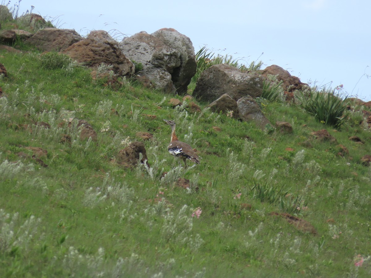 Denham's Bustard - ML646248142