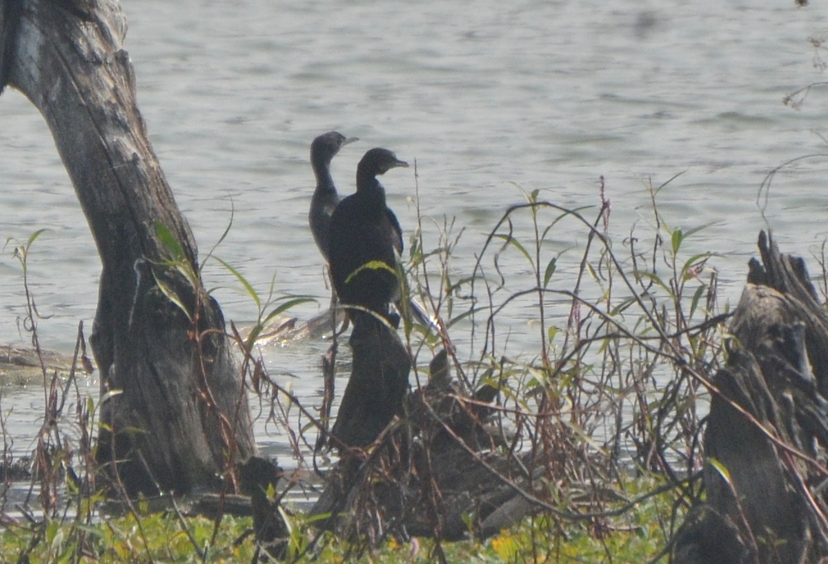 Little Cormorant - ML646248152