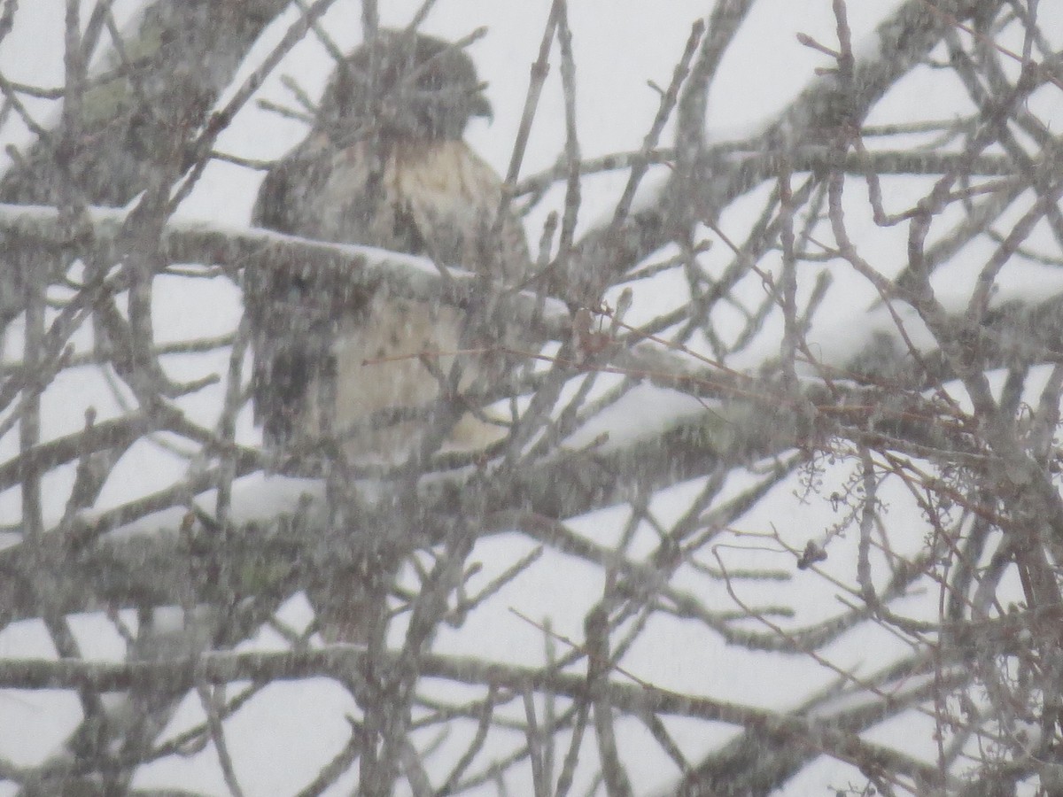 Red-tailed Hawk - ML646248156