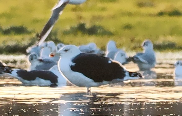 Great Black-backed Gull - ML646248160