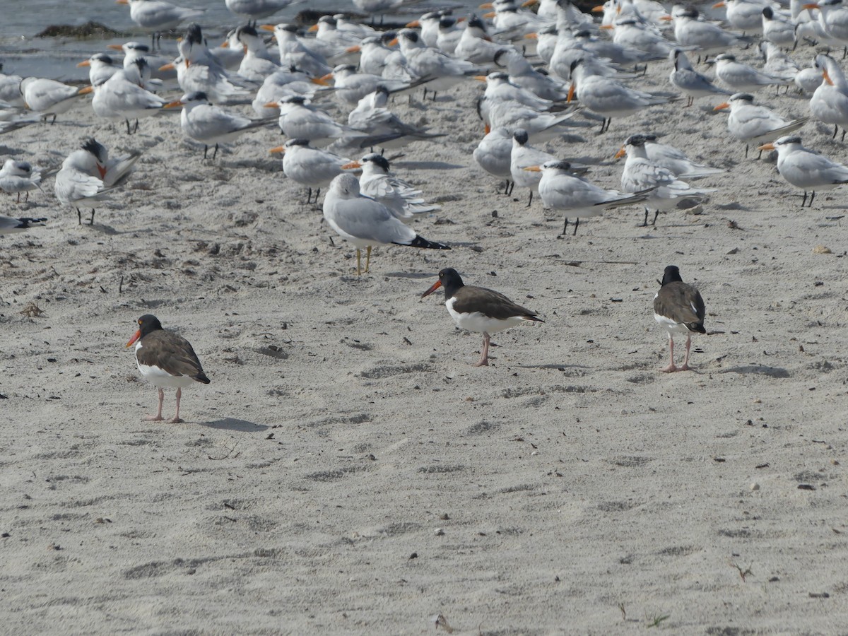 Braunmantel-Austernfischer - ML646248179