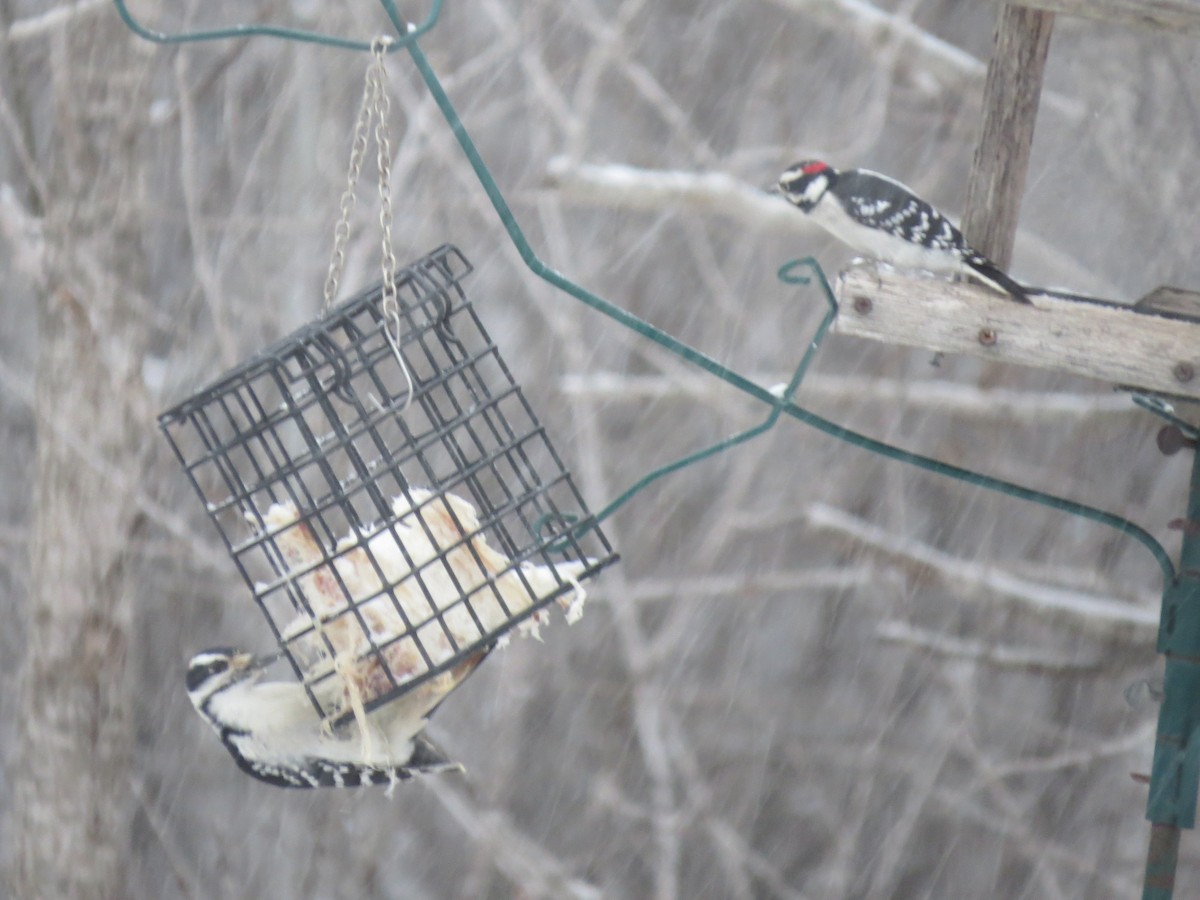 Downy Woodpecker - ML646248188