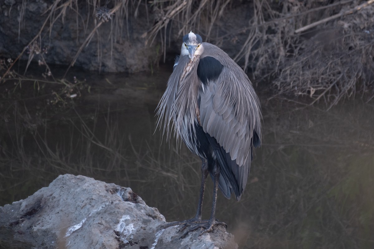 Great Blue Heron - ML646248217