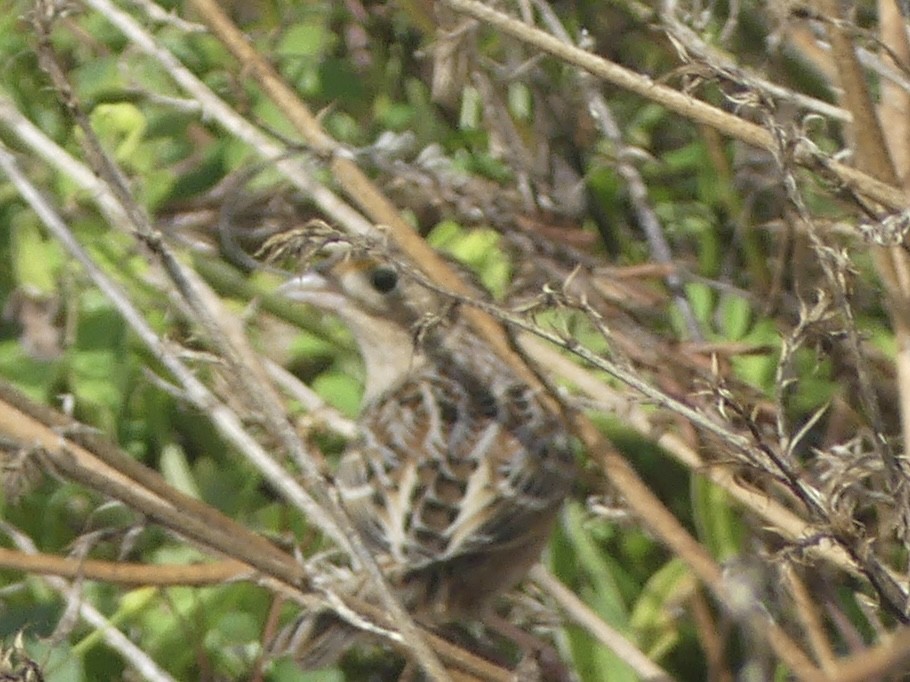 Heuschreckenammer - ML646248223