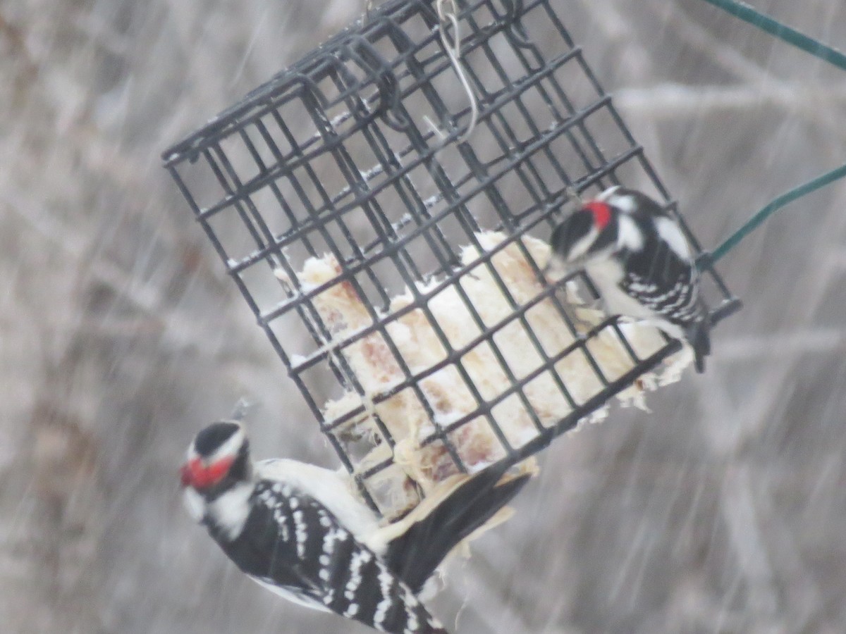 Hairy Woodpecker - ML646248228