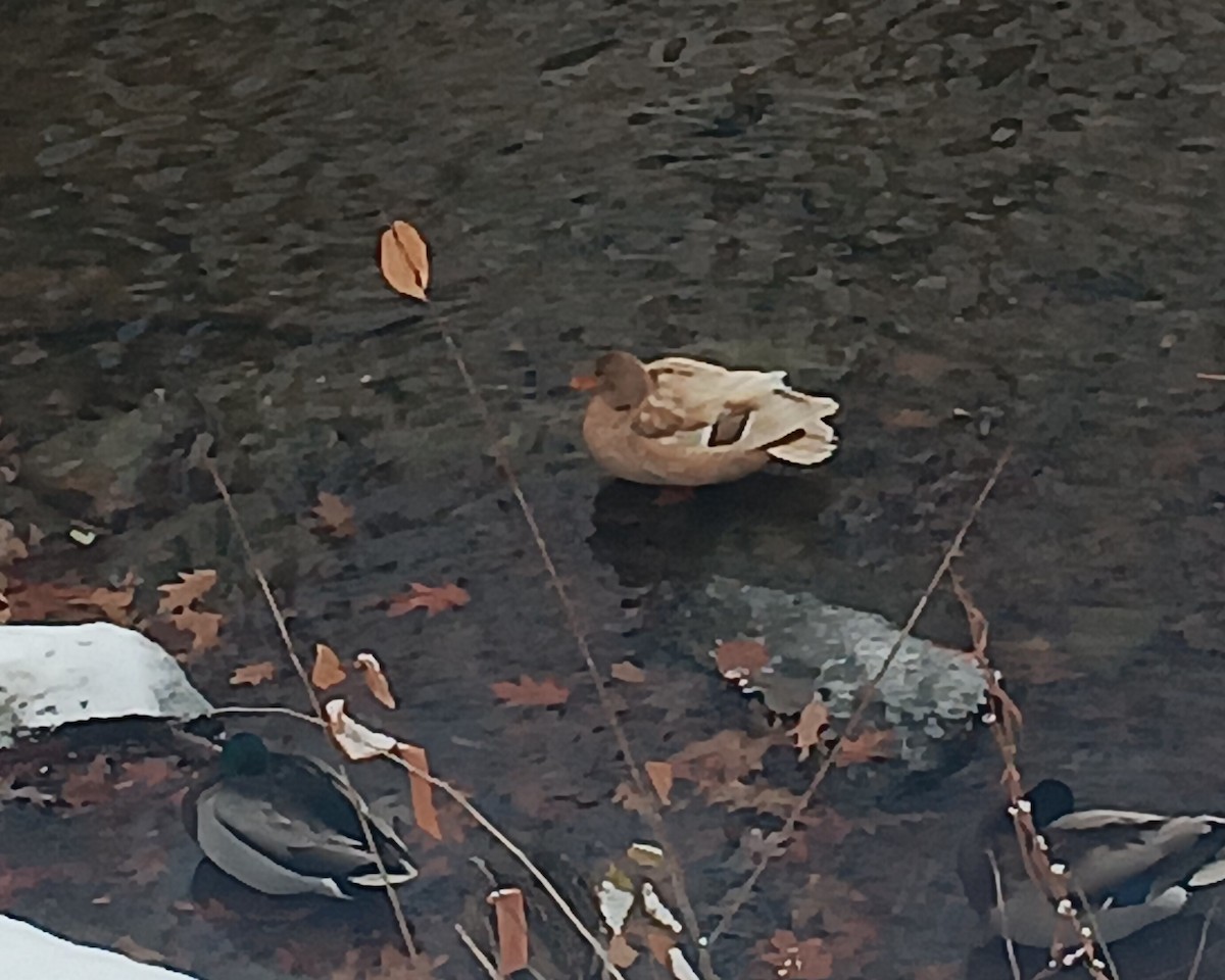 Mallard - ML646248231