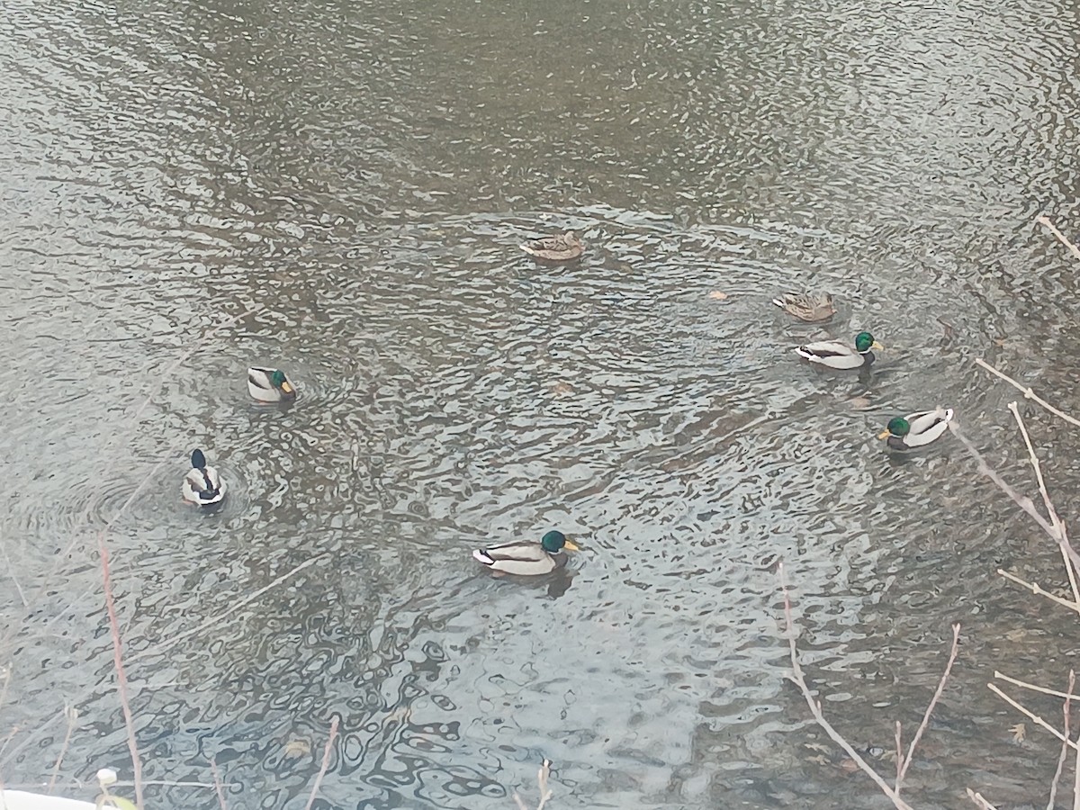 Mallard - ML646248232