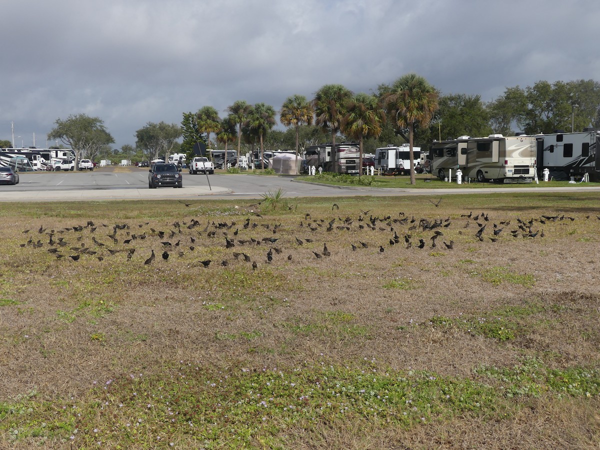 Braunkopf-Kuhstärling - ML646248234