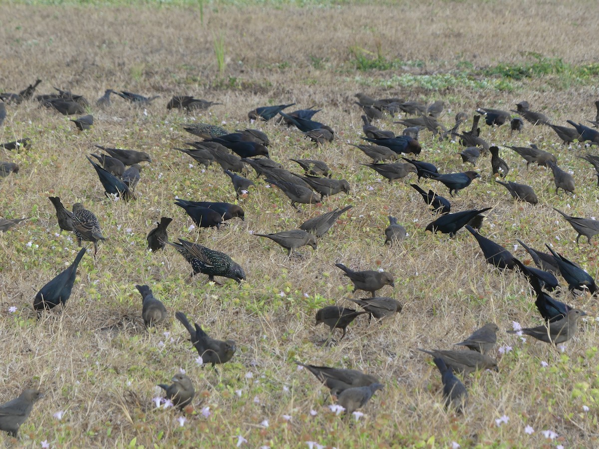 Braunkopf-Kuhstärling - ML646248235