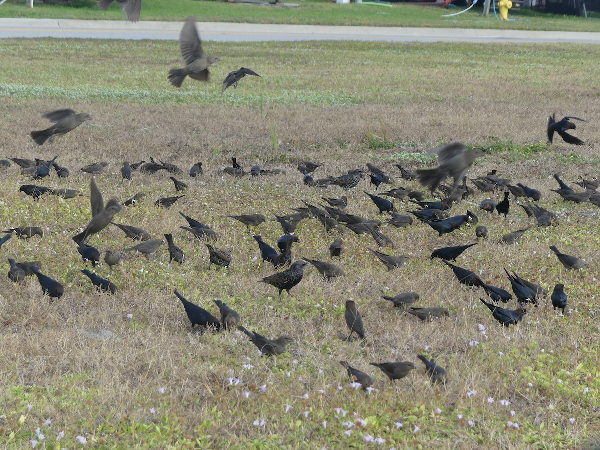 Braunkopf-Kuhstärling - ML646248236