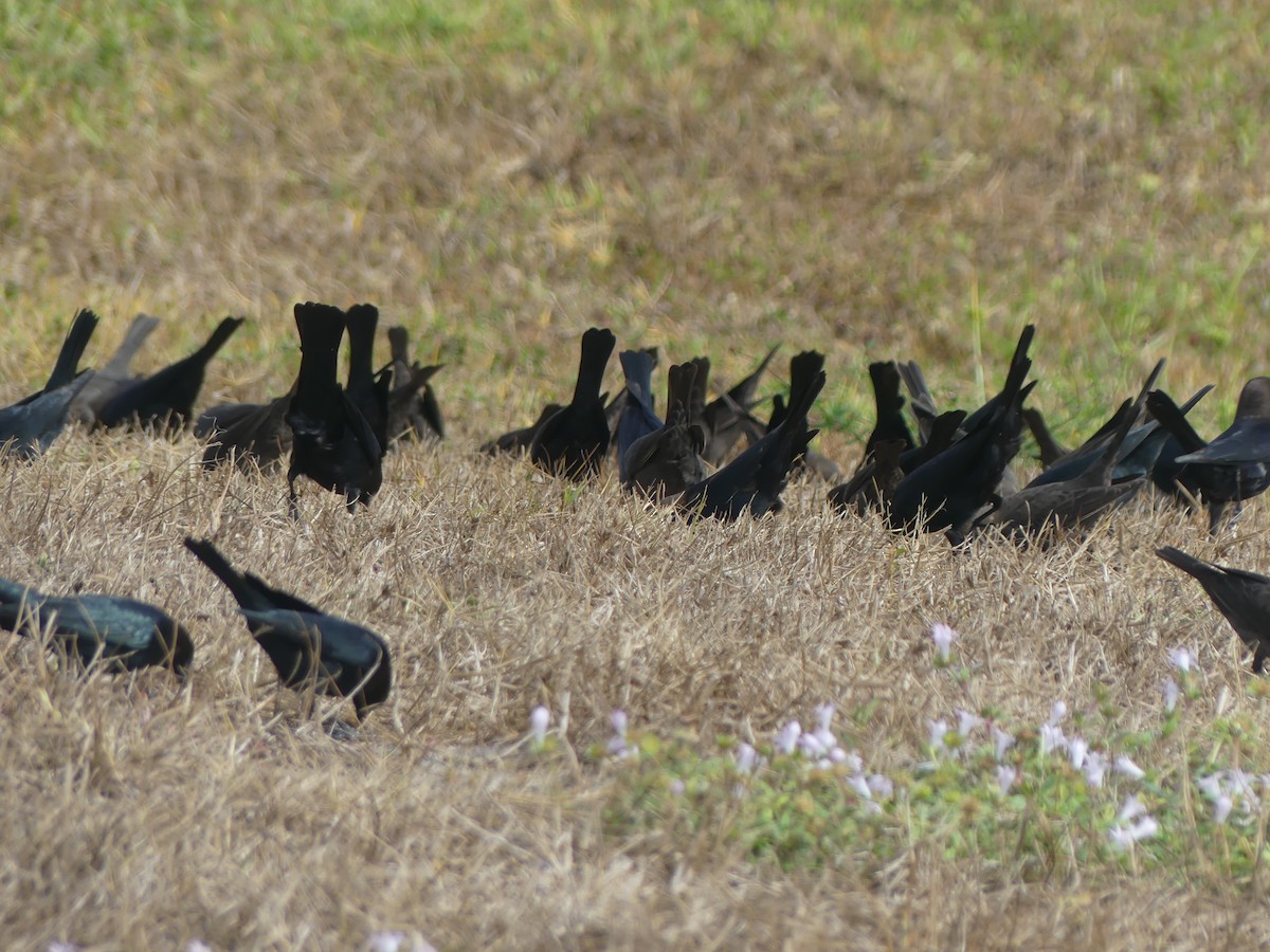 Braunkopf-Kuhstärling - ML646248237