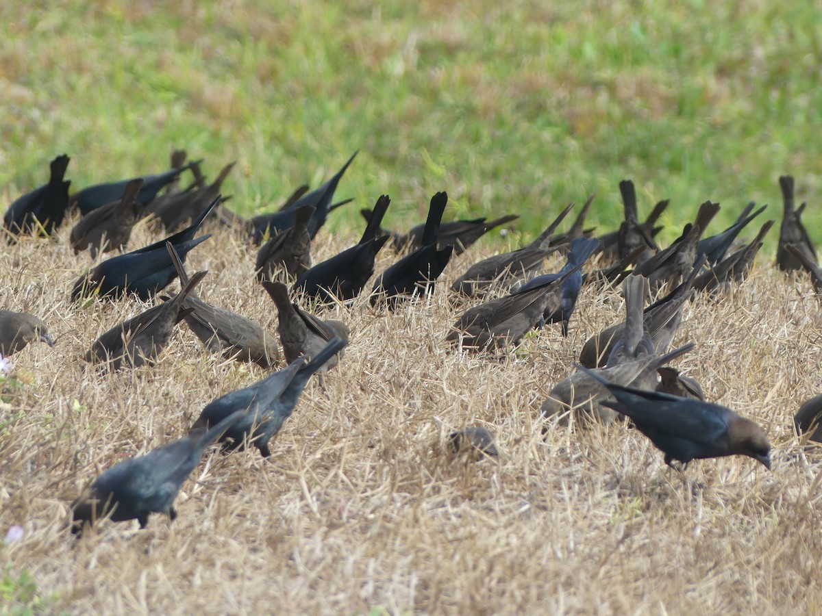 Braunkopf-Kuhstärling - ML646248238