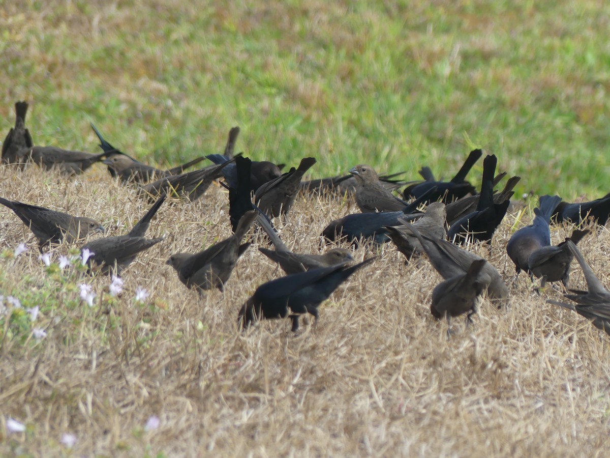 Braunkopf-Kuhstärling - ML646248239