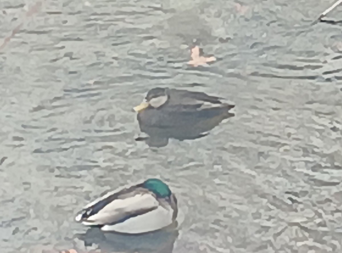 American Black Duck - ML646248240