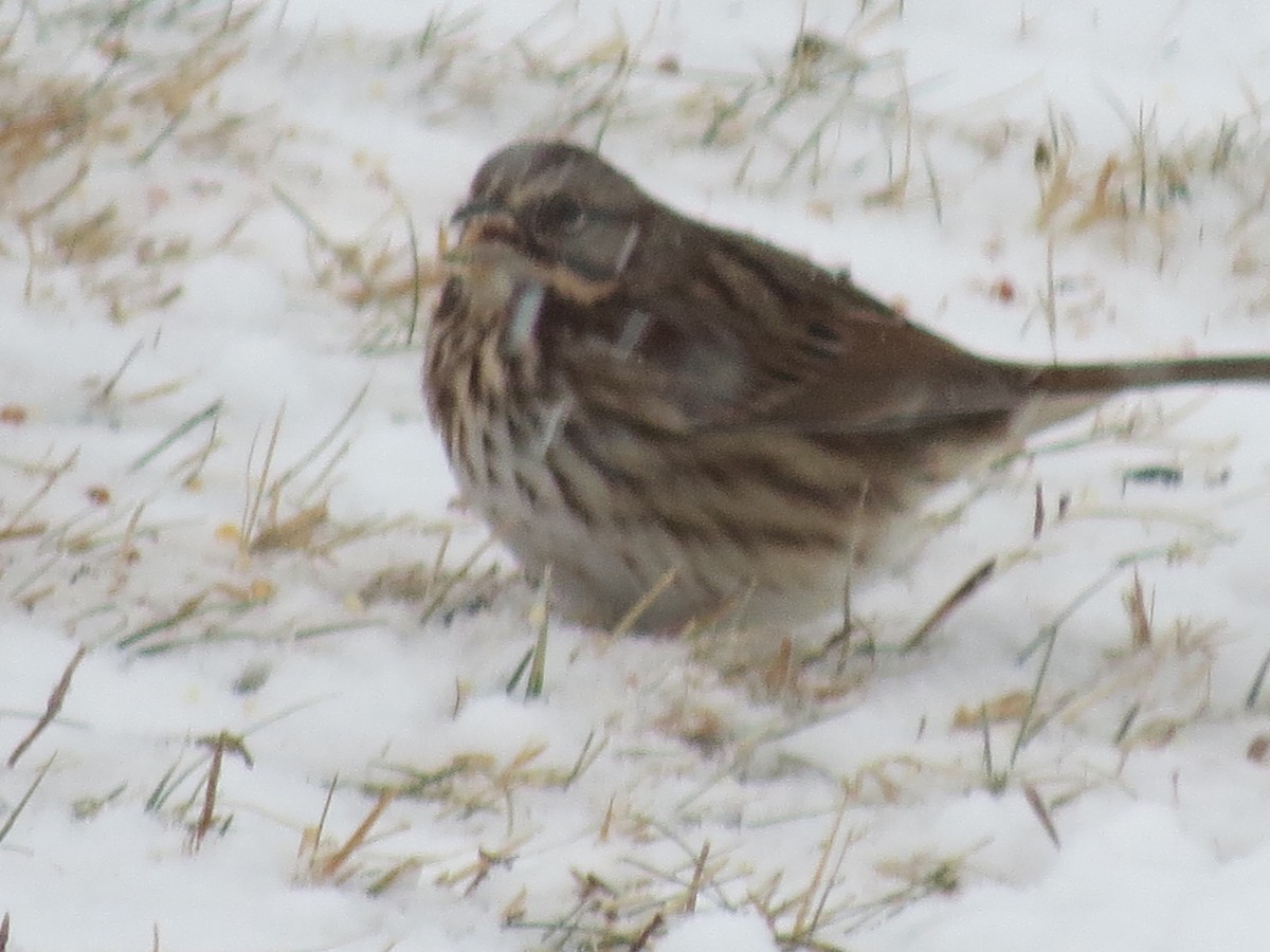 Song Sparrow - ML646248246
