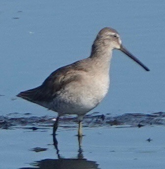 高蹺濱鷸 - ML646248251