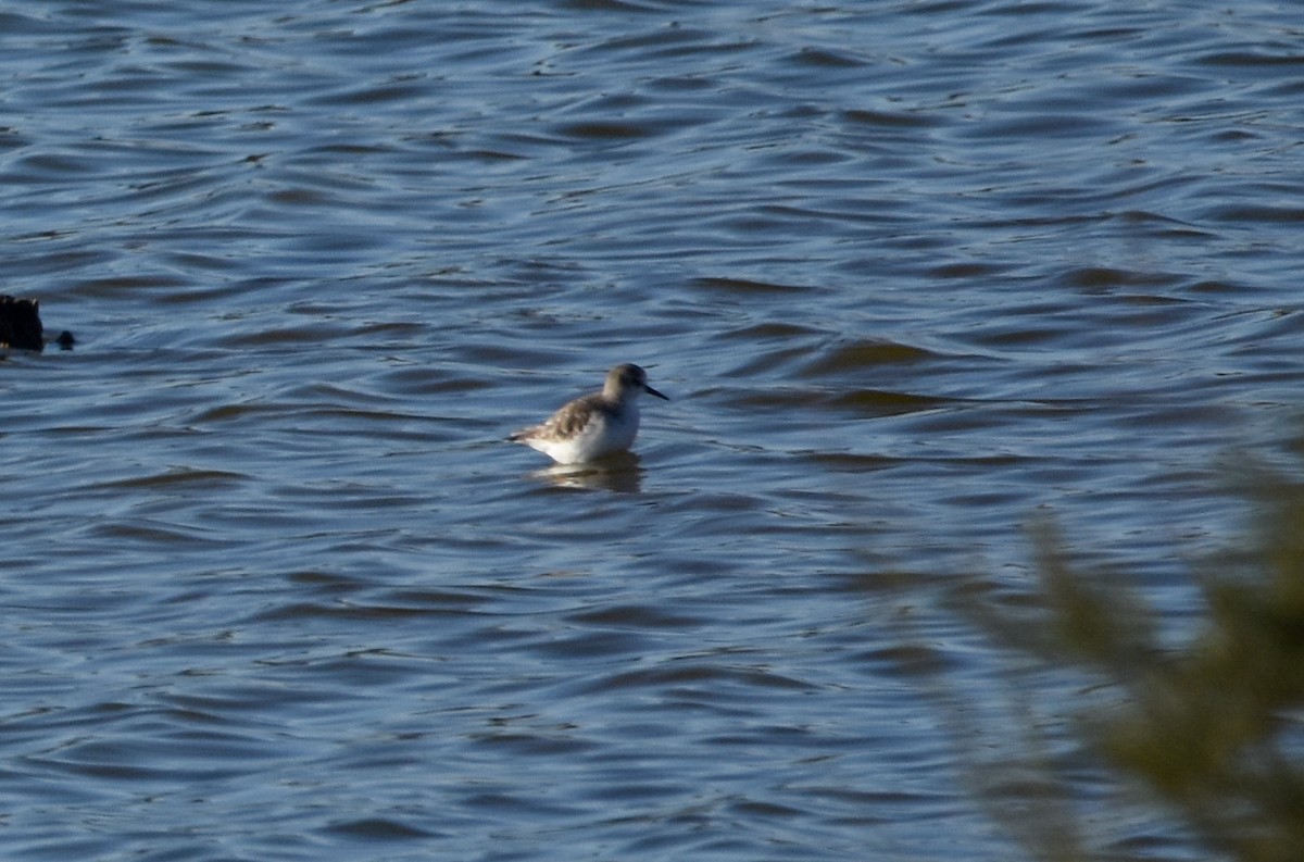Little Stint - ML646248265