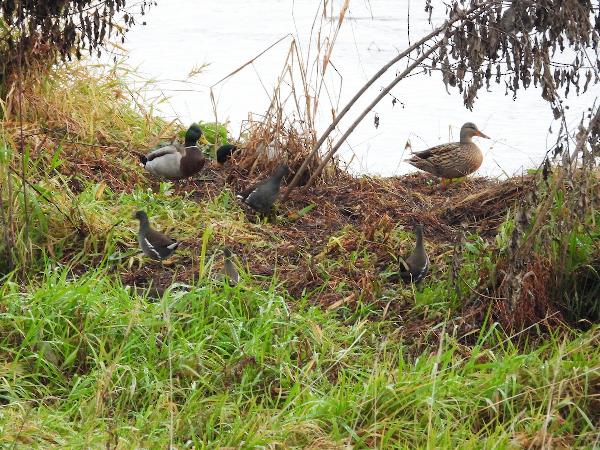 Eurasian Moorhen - ML646248276