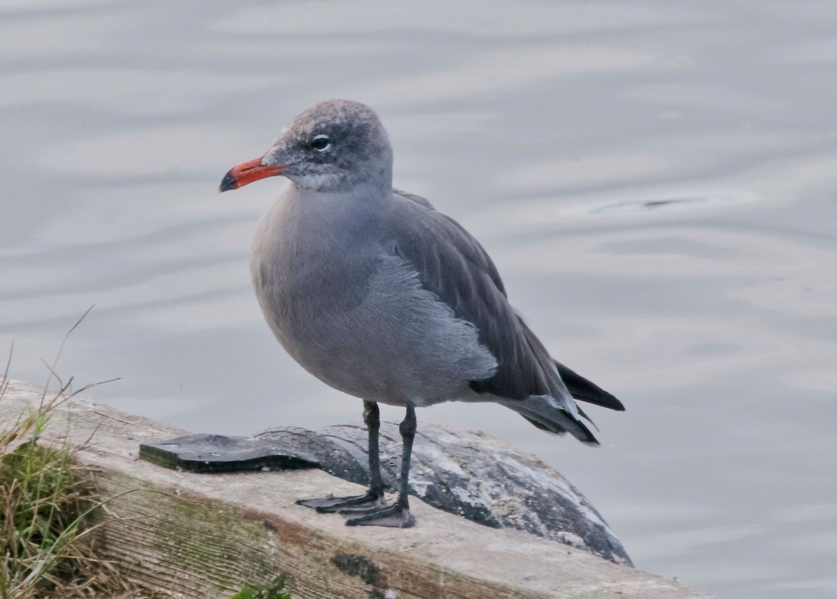 Heermann's Gull - ML646248289