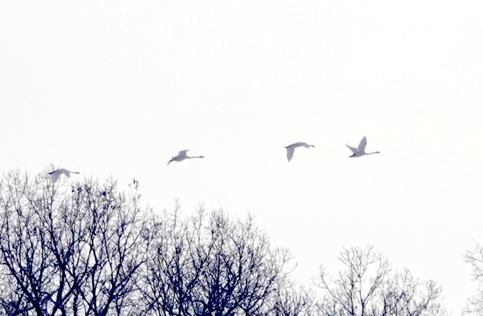 Trumpeter Swan - ML646248294