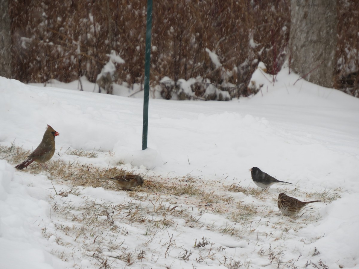 Northern Cardinal - ML646248298