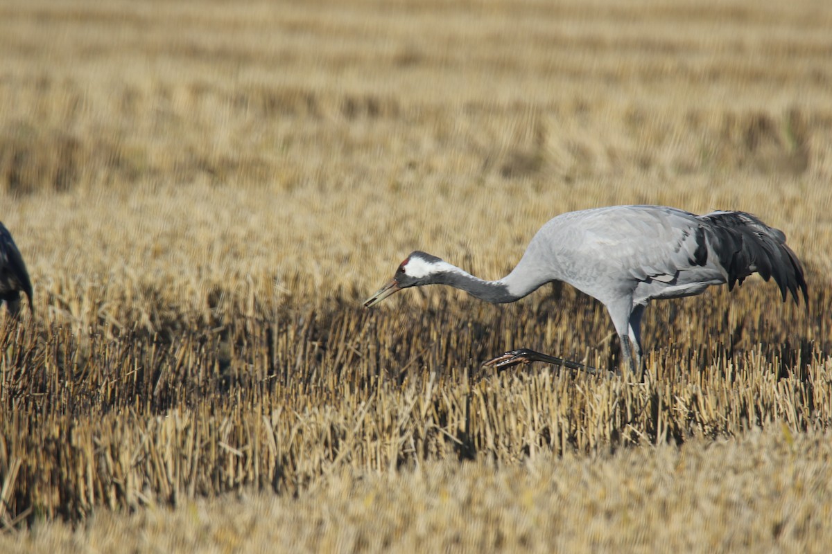 灰鶴 - ML646248299