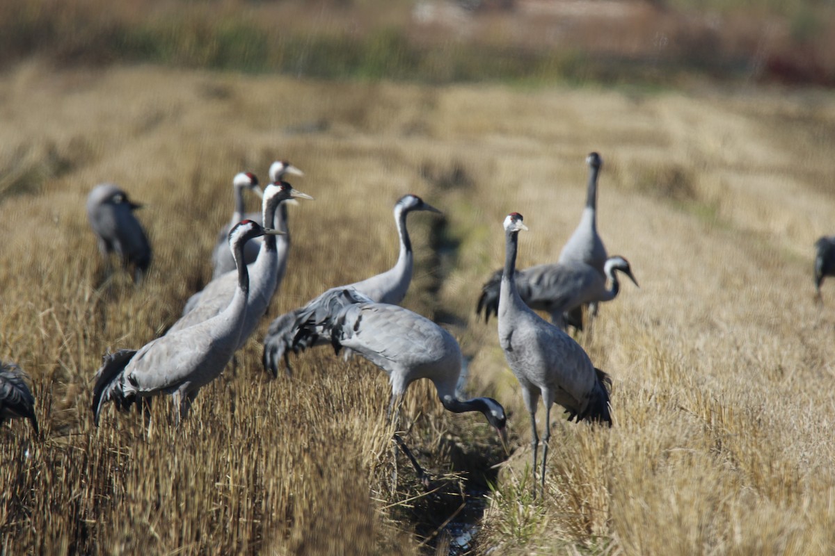 灰鶴 - ML646248300