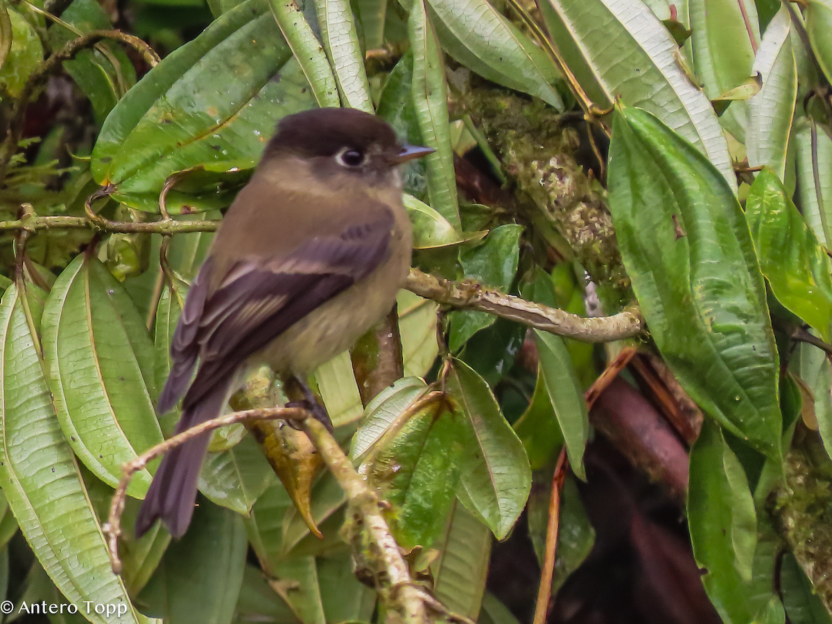 Schwarzkappen-Schnäppertyrann - ML646248303