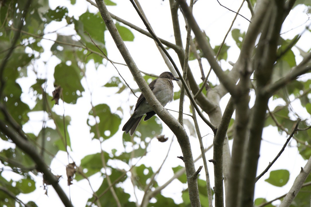 Black-billed Thrush - ML646248304