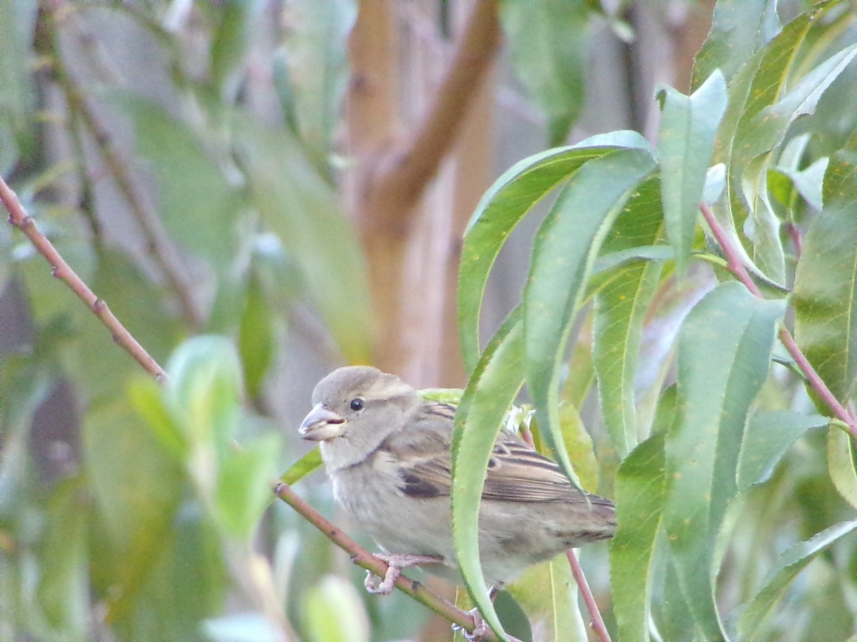 Gorrión Común - ML646248305