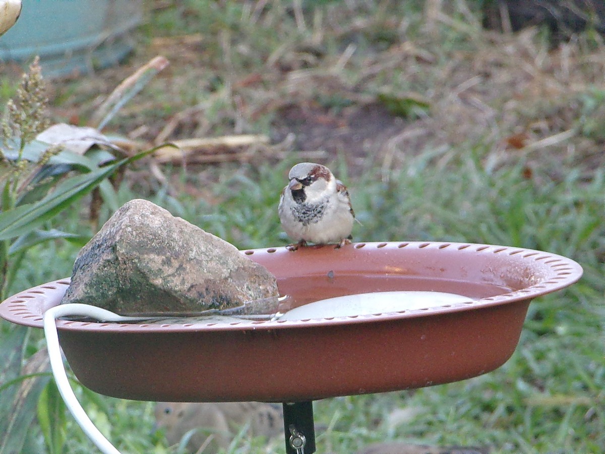 Gorrión Común - ML646248306